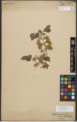 Foto von Salix starkeana Willd.
